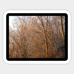 Frozen trees shimmering in the dawn sun Sticker